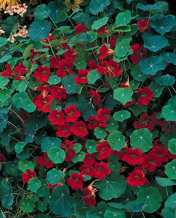 Empress of India Nasturtium flowers