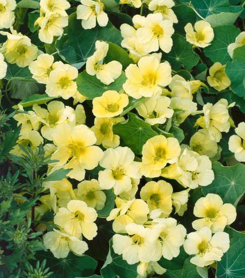 Nasturtium Moonlight flowers