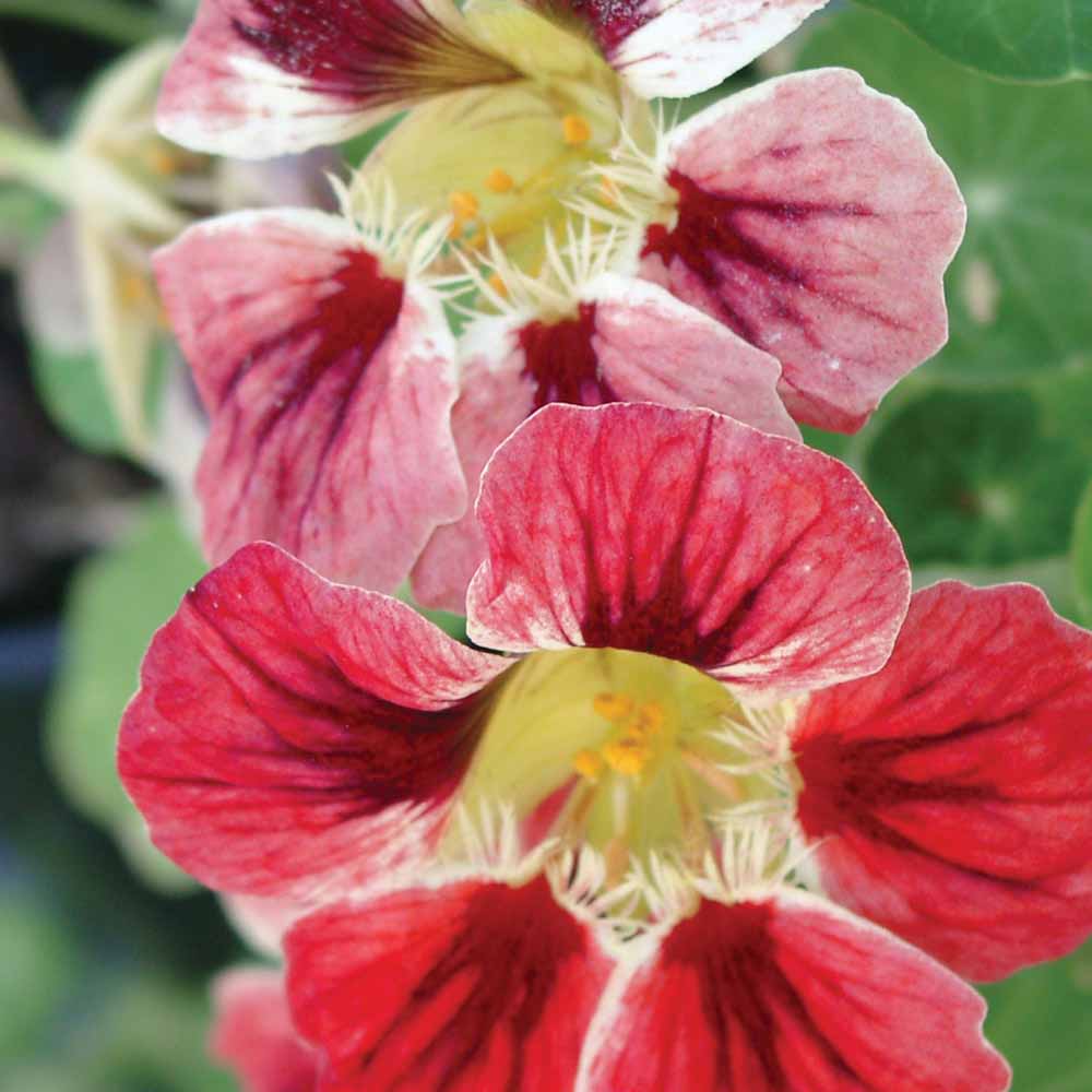 Orchid Cream nasturtium Nasturtium Orchid Cream