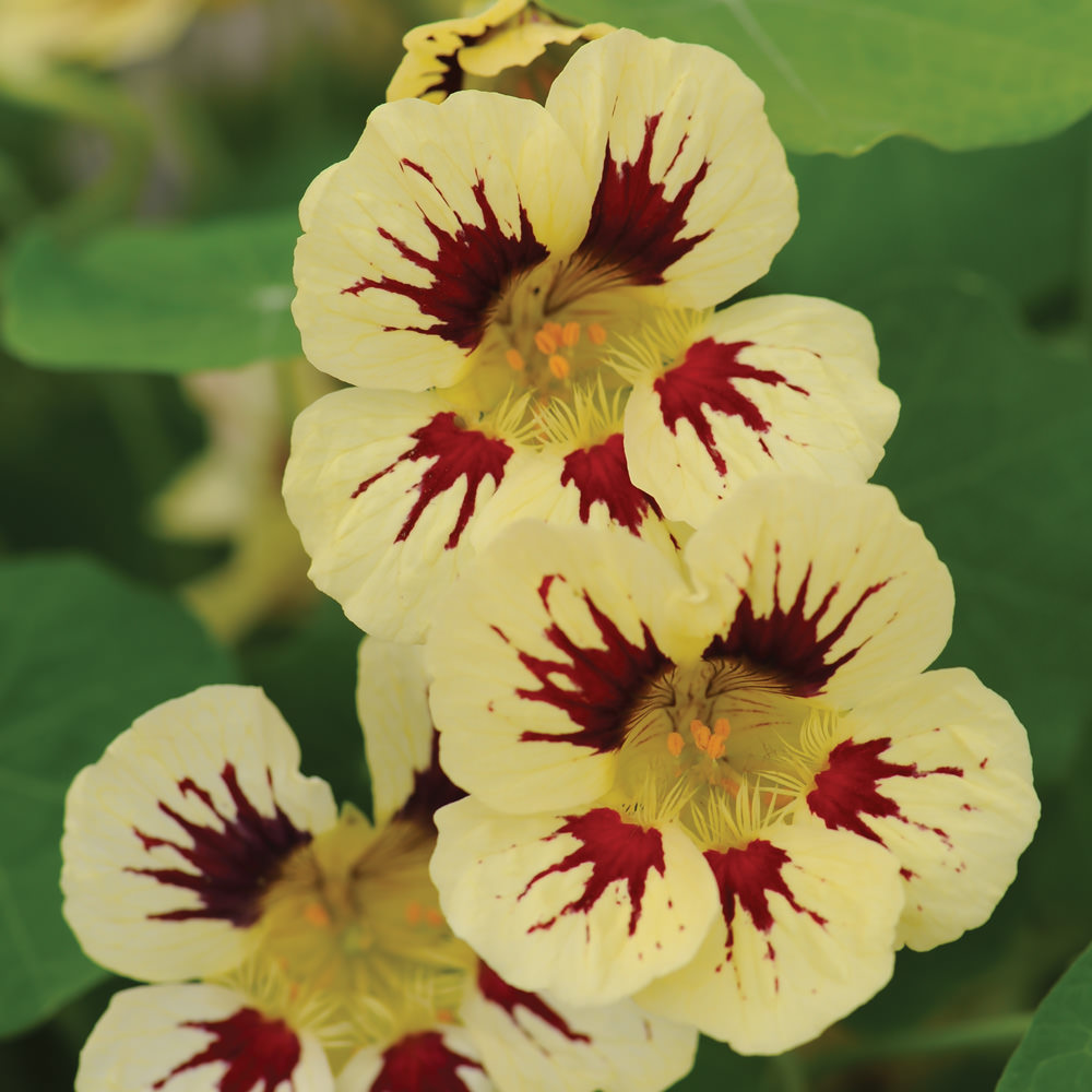 Orchid Cream nasturtium Nasturtium Orchid Cream