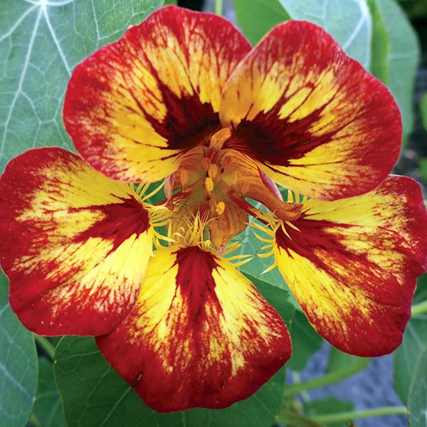 Nasturtium Orchid Flame