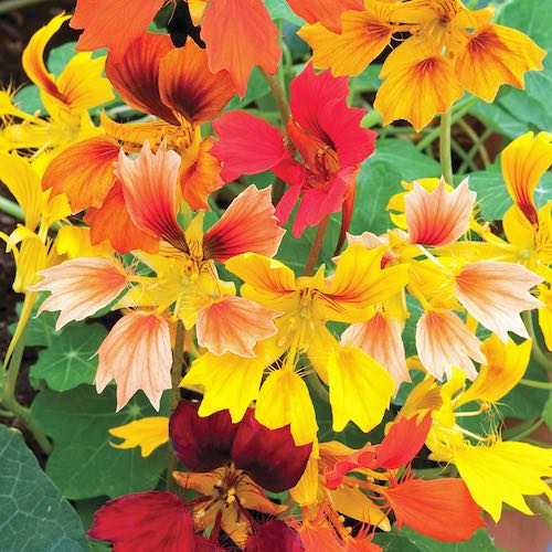 Scarlet Red Nasturtium Flower Seeds – 35+ Fresh Seeds – Re-seeding Annual – Deer Resistant
