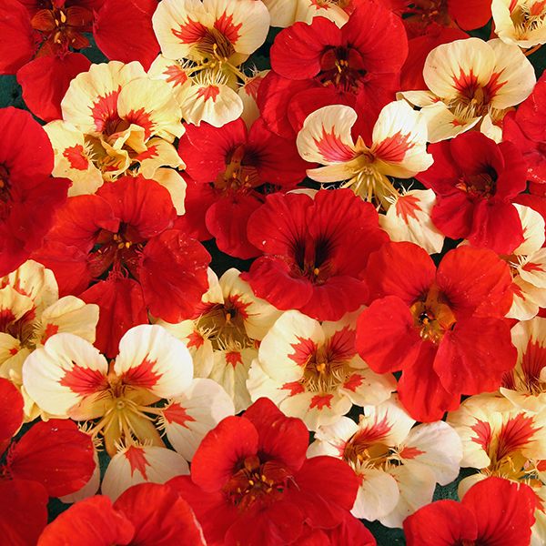 Strawberry Cream nasturtium flowers