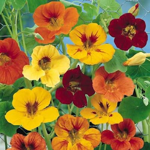 Nasturtium Tall Single Mix