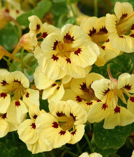 Troika Cream Nasturtium