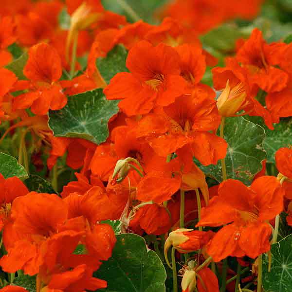 Nasturtium Troika Orange