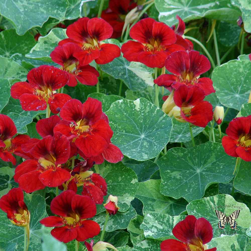 Troika Red Nasturtium