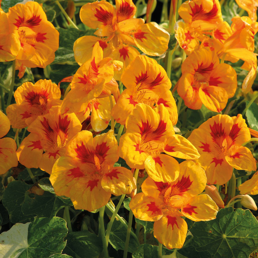 Nasturtium Seeds 13 Nasturtiums Showy Annual Flower Seeds