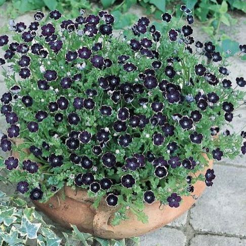 Total Eclipse Nemophila Total Eclipse Nemophila seeds