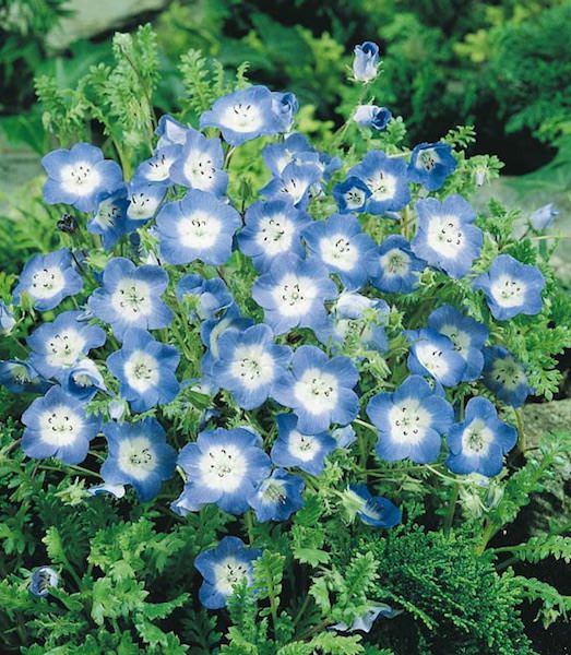 1/2 POUND BABY BLUE EYES 120,000 ANNUAL FLOWER SEEDS