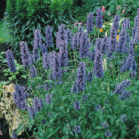 Blue Carpet catmint - Nepeta nervosa