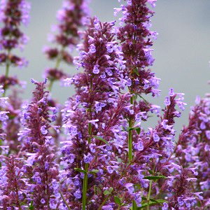 Greek catmint - Nepeta parnassica