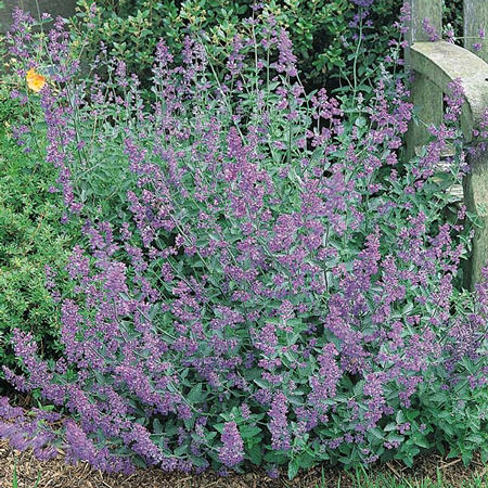 Select Blue catmint Select Blue catmint - Nepeta racemosa