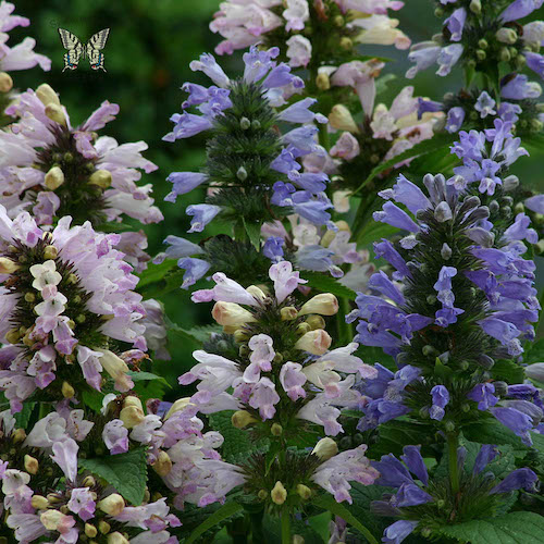 Nepeta Grand View