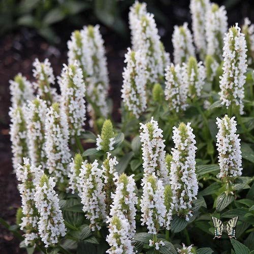 Nepeta Nevita White