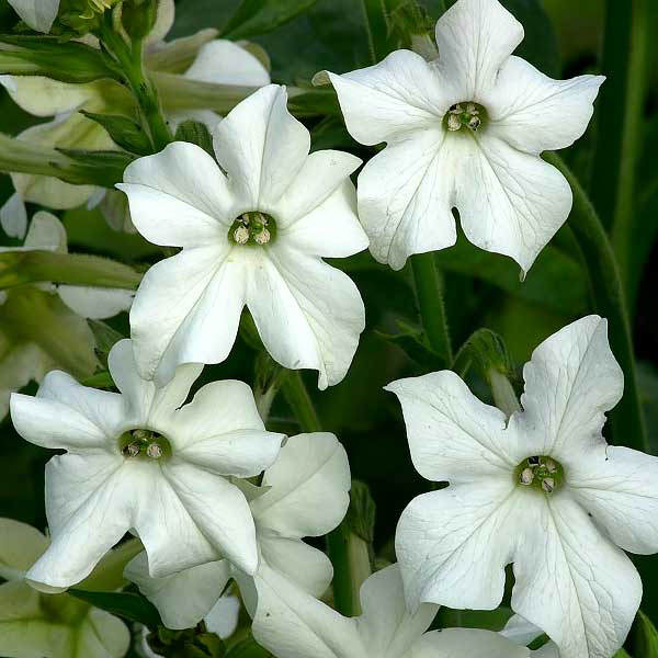 Nicotiana alata 'Grandiflora' seeds