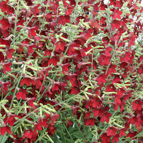 Nicotiana Baby Bella Antique Red Baby Bella Antique Red nicotiana flowers