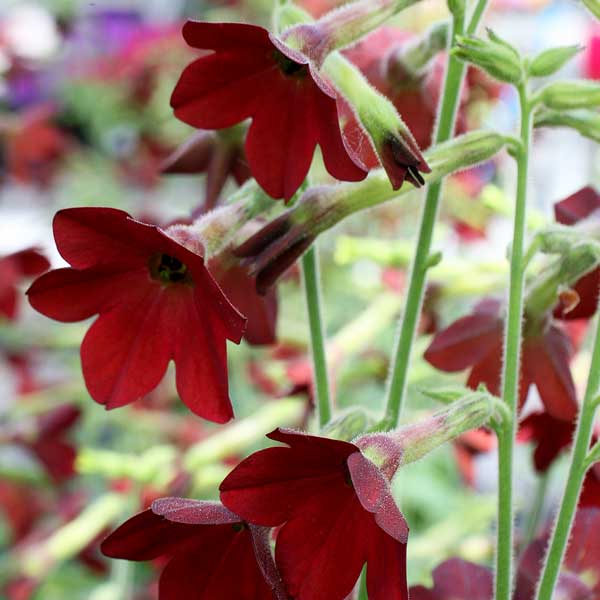Baby Bella Antique Red nicotiana Baby Bella Antique Red nicotiana seeds