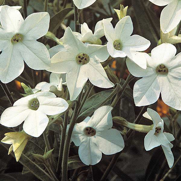 Nicotiana Fragrant Cloud flowers - Annual Flower Seeds