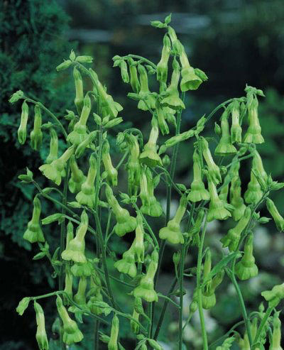 Lemon Tree Nicotiana langsdorffii Lemon Tree Nicotiana langsdorffii seeds