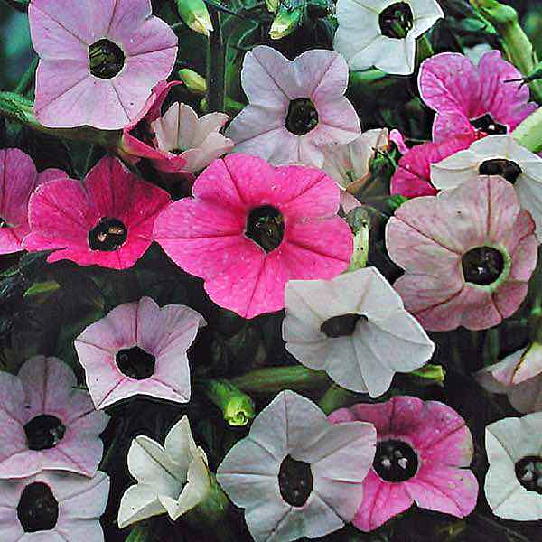 Marshmallow nicotiana seeds