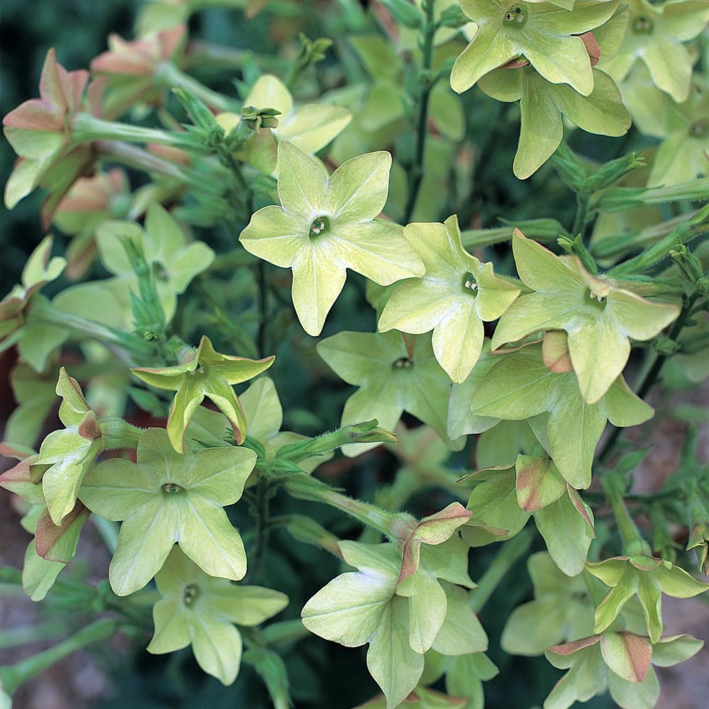 Perfume Antique Lime nicotiana seeds