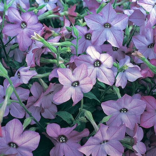 Perfume Blue nicotiana seeds