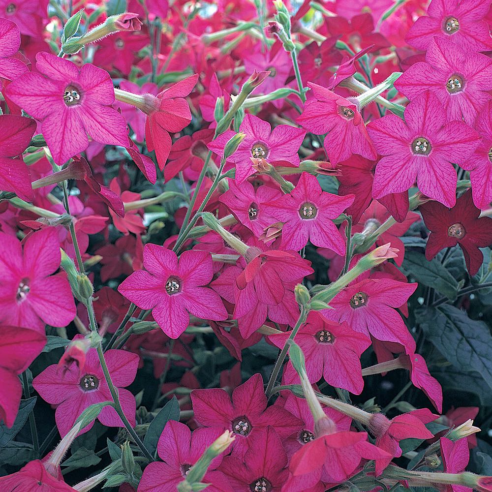 Perfume Bright Rose nicotiana Perfume Bright Rose nicotiana seeds