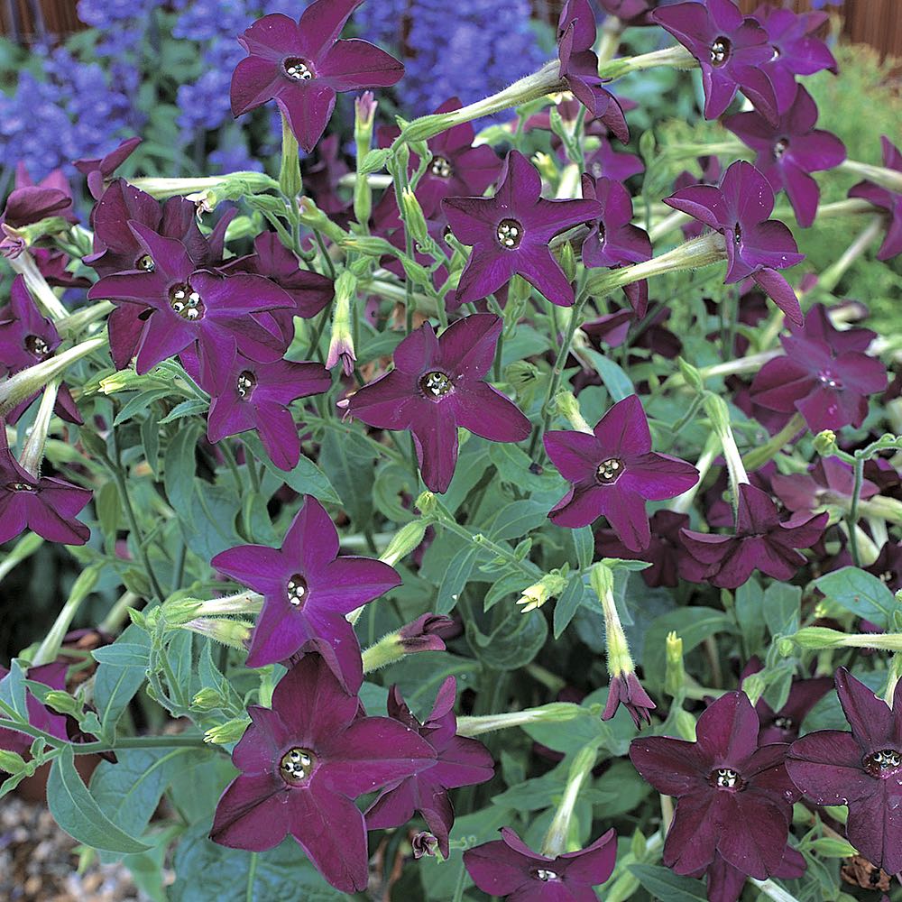 Nicotiana Perfume Deep Purple