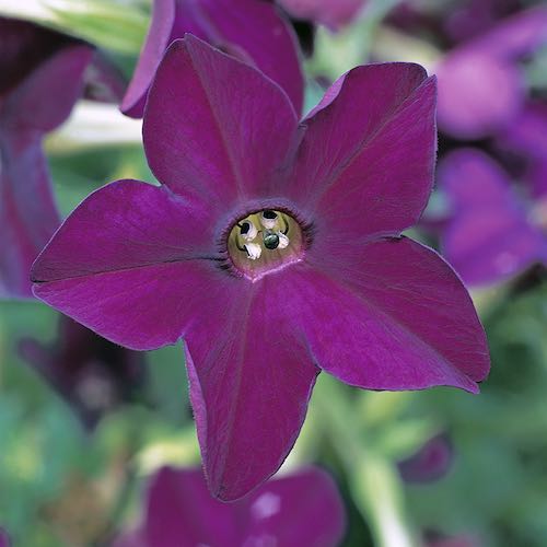 Perfume Deep Purple nicotiana seeds