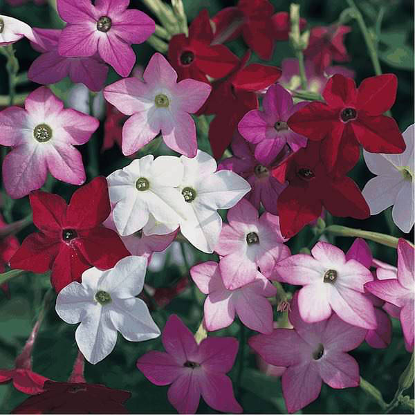 Perfume Mix nicotiana seeds