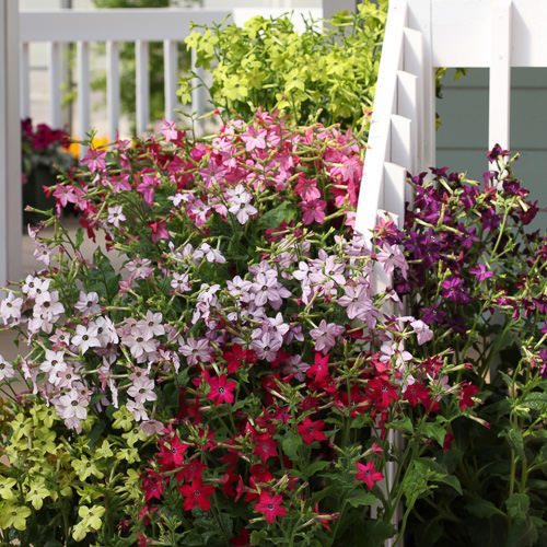 Nicotiana Perfume Mix