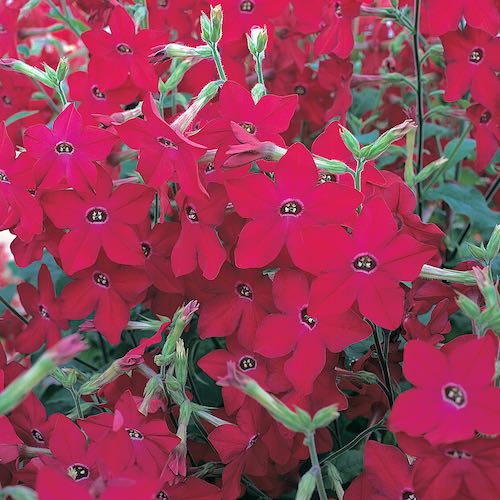 Perfume Red nicotiana seeds