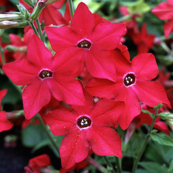 Perfume Red nicotiana seeds