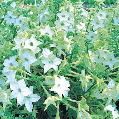 Perfume White nicotiana seeds