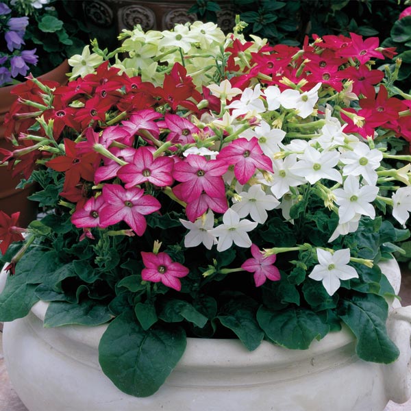 Nicotiana Saratoga Mix - Annual Flower Seeds