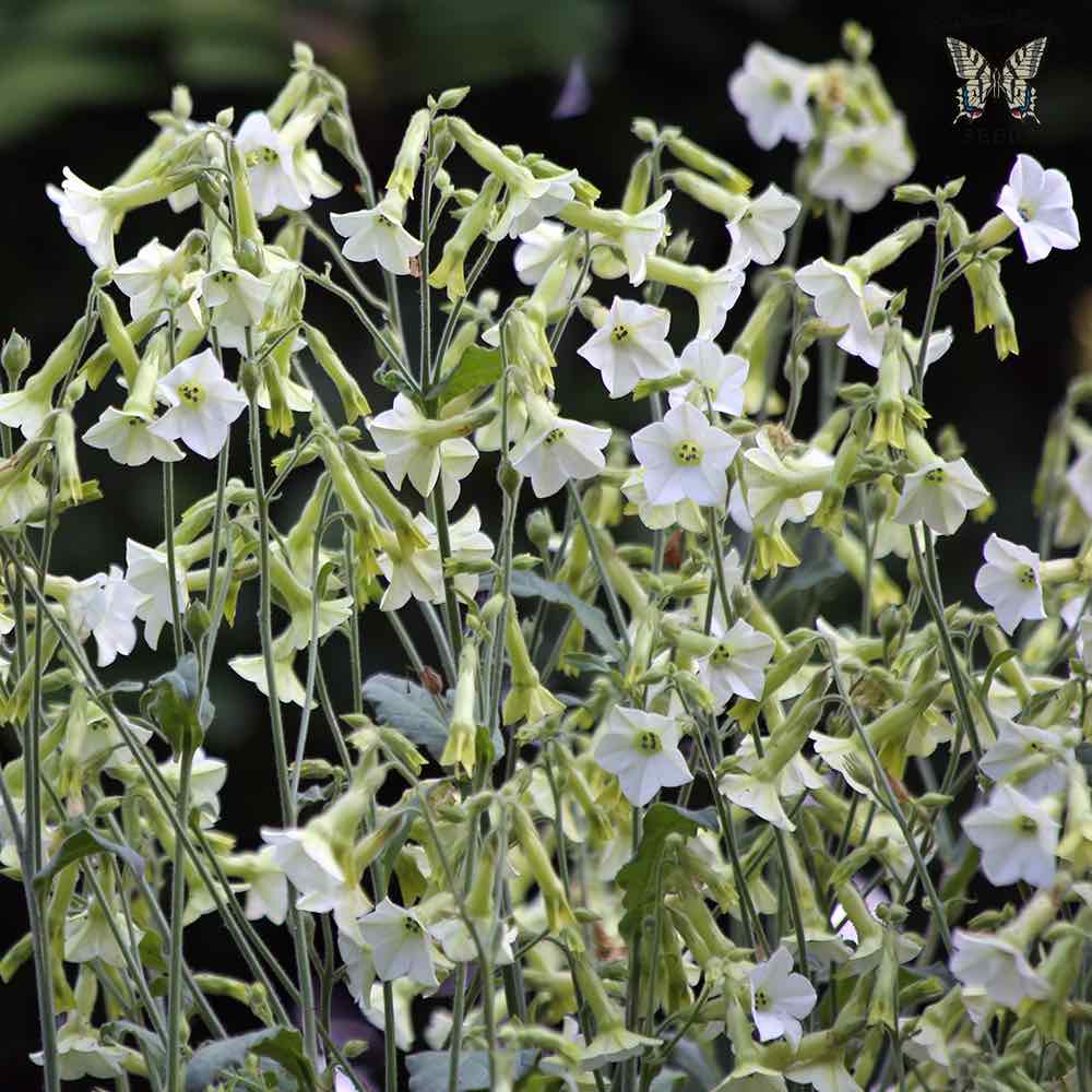 Starlight Dancer nicotiana seeds