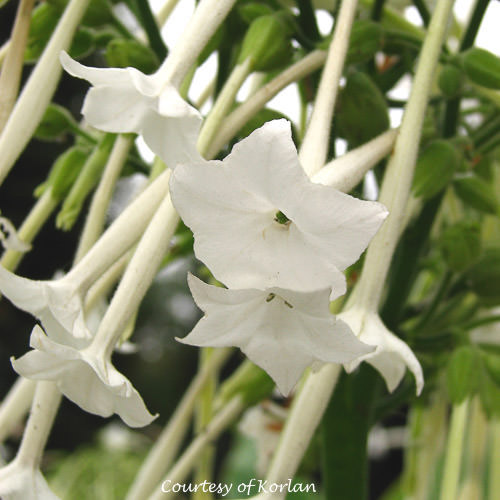 Only The Lonely nicotiana