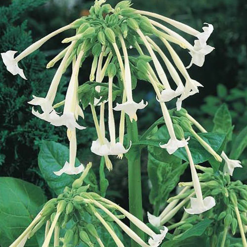 Only The Lonely nicotiana Only The Lonely nicotiana seeds