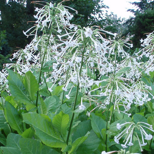 Only The Lonely nicotiana Only The Lonely nicotiana
