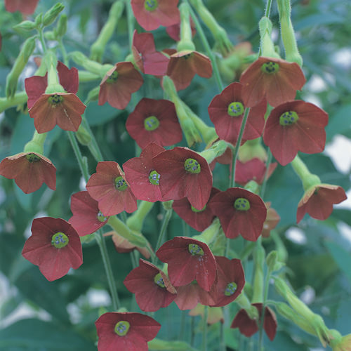 Tinkerbell nicotiana Tinkerbell nicotiana seeds