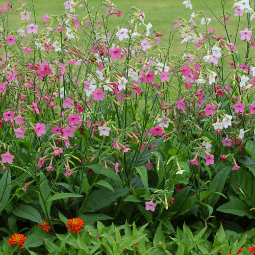 Whisper Mixed nicotiana plants