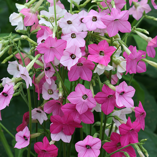 Whisper Mixed nicotiana Nicotiana Whisper Mixed seeds