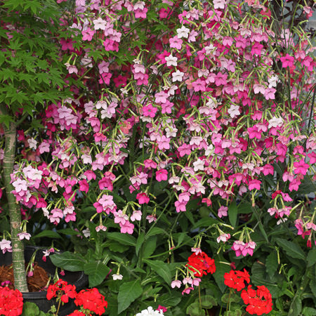 Nicotiana Whisper Mixed Whisper Mixed nicotiana