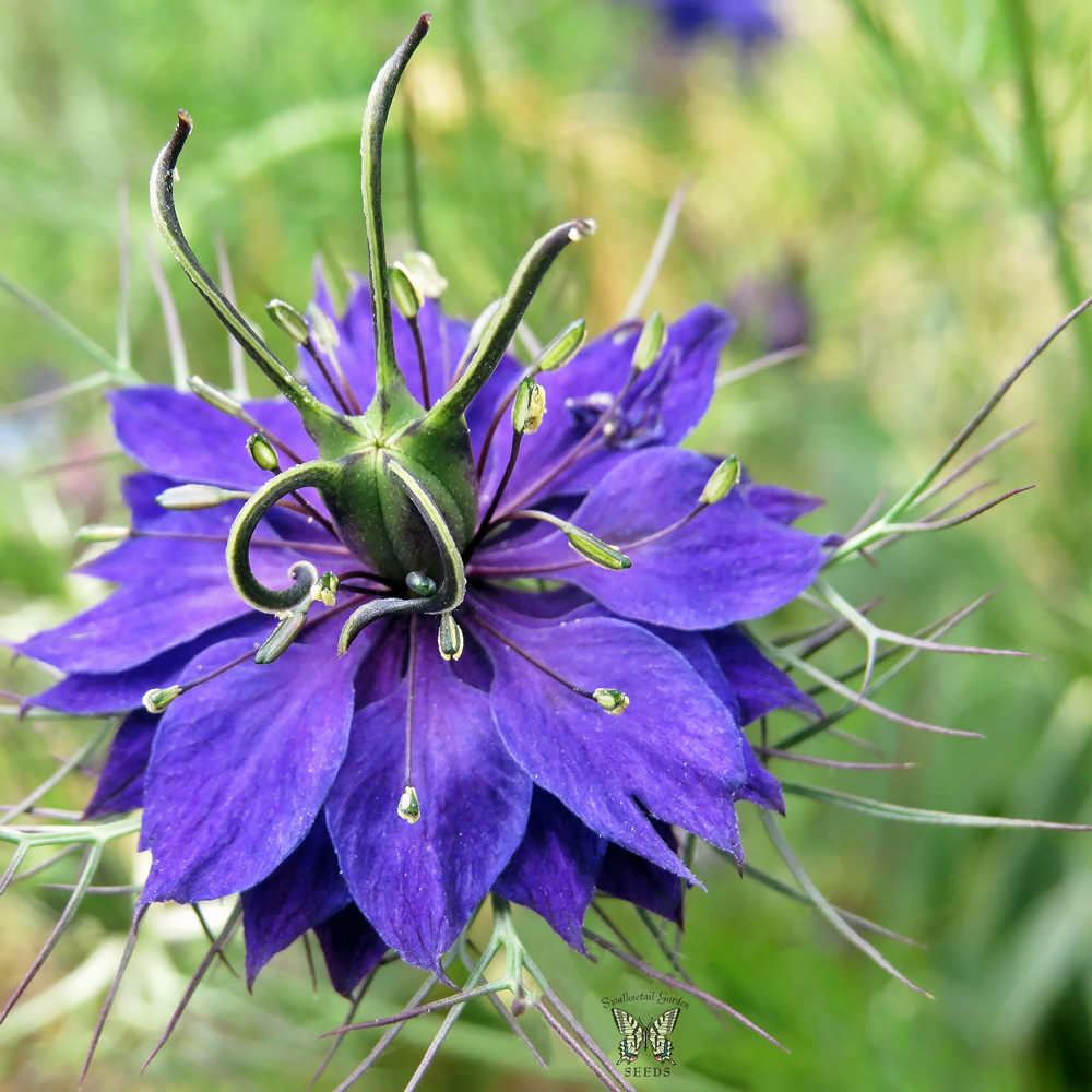 Nigella Persian Jewels Indigo love-in-a-mist