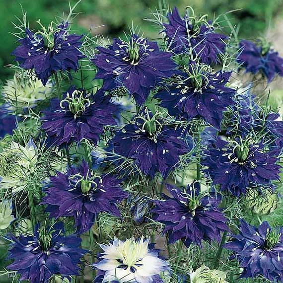 Persian Jewels Indigo love-in-a-mist seeds