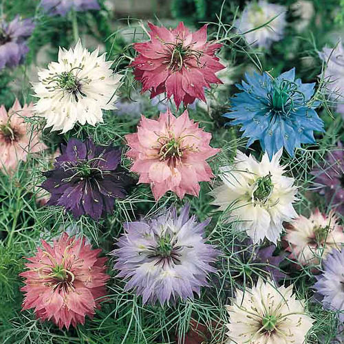 Persian Jewels Mix Love-in-a-Mist Persian Jewels Mix Love-in-a-Mist seeds