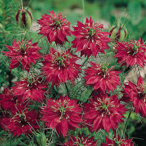 Nigella damascena Persian Jewels Mix love-in-a-mist