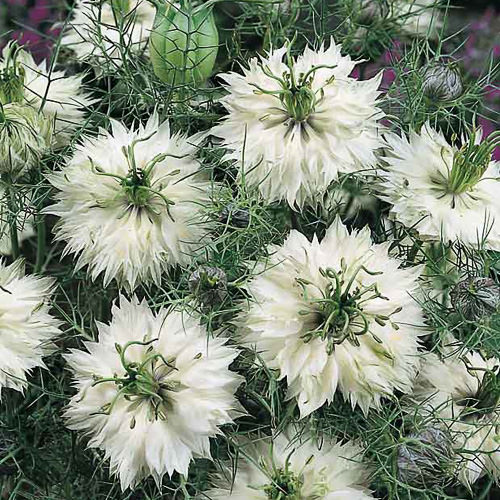 Persian Jewels Mix Love-in-a-Mist Love-in-a-Mist Persian Jewels Mix
