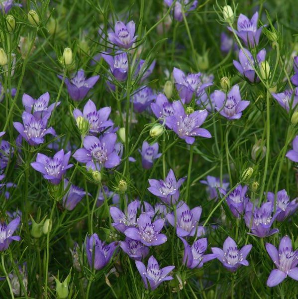 Blue Stars nigella Blue Stars Nigella seeds